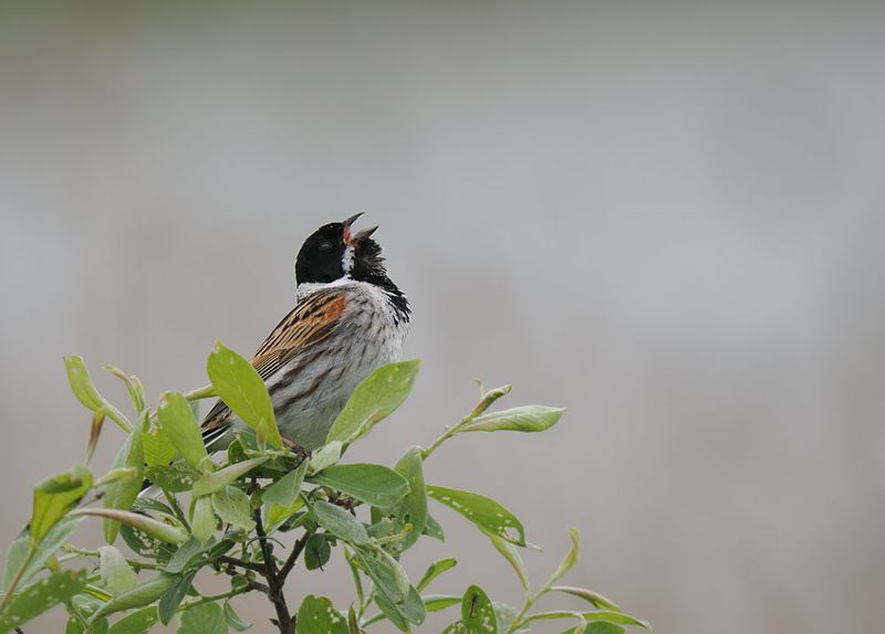 Reed Bunting
