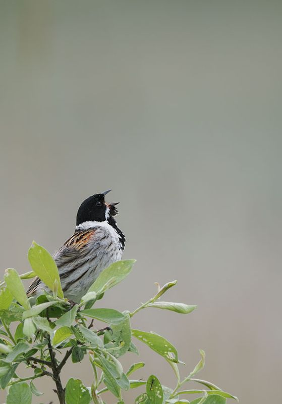 Reed Bunting