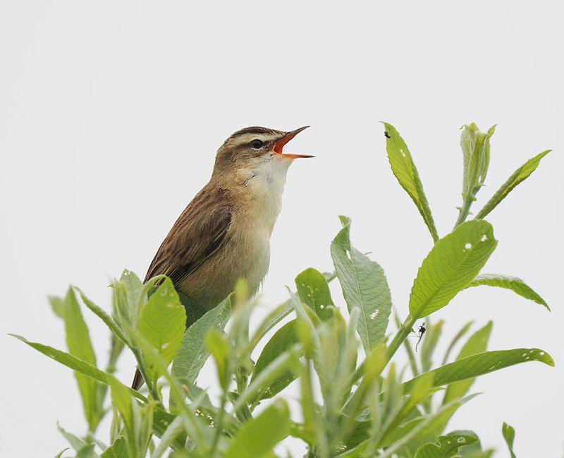 Sedge Warbler