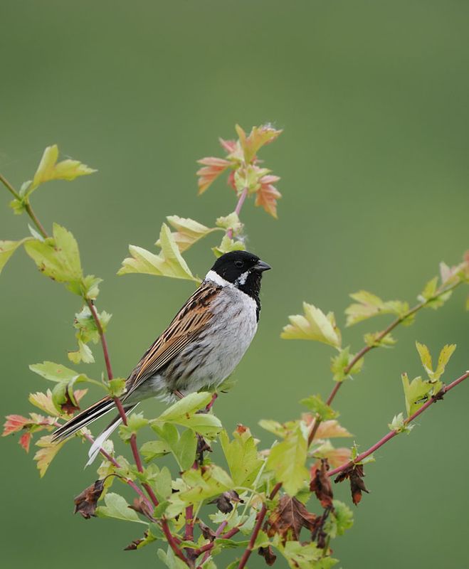 Reed Bunting