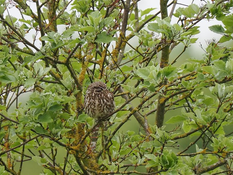 Little Owl