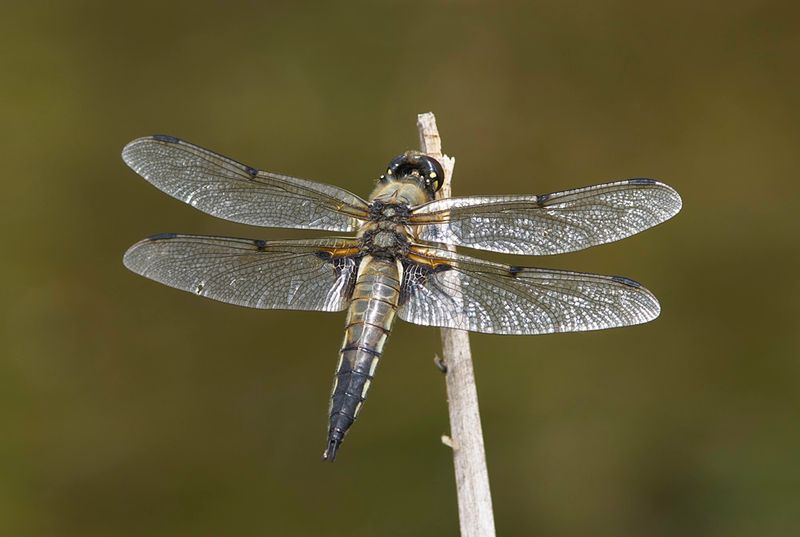 Four-spotted Chaser