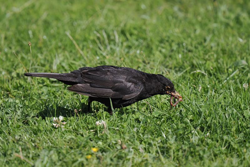 Blackbird