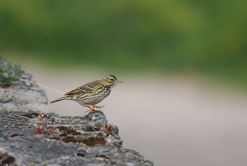 Meadow Pipit