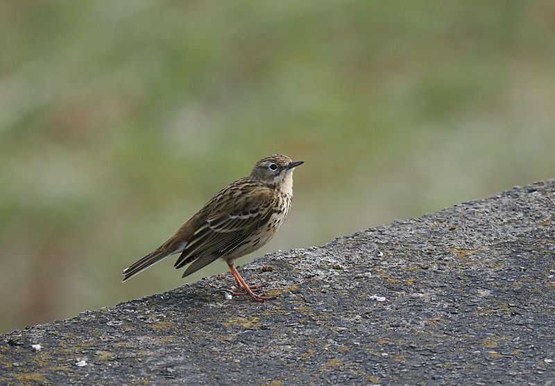 Meadow Pipit