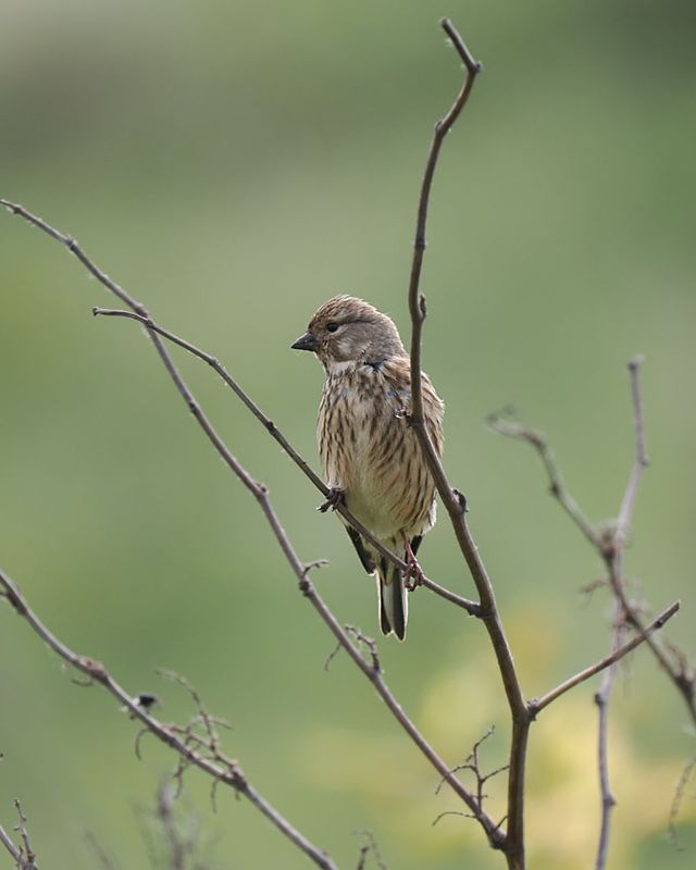 Linnet