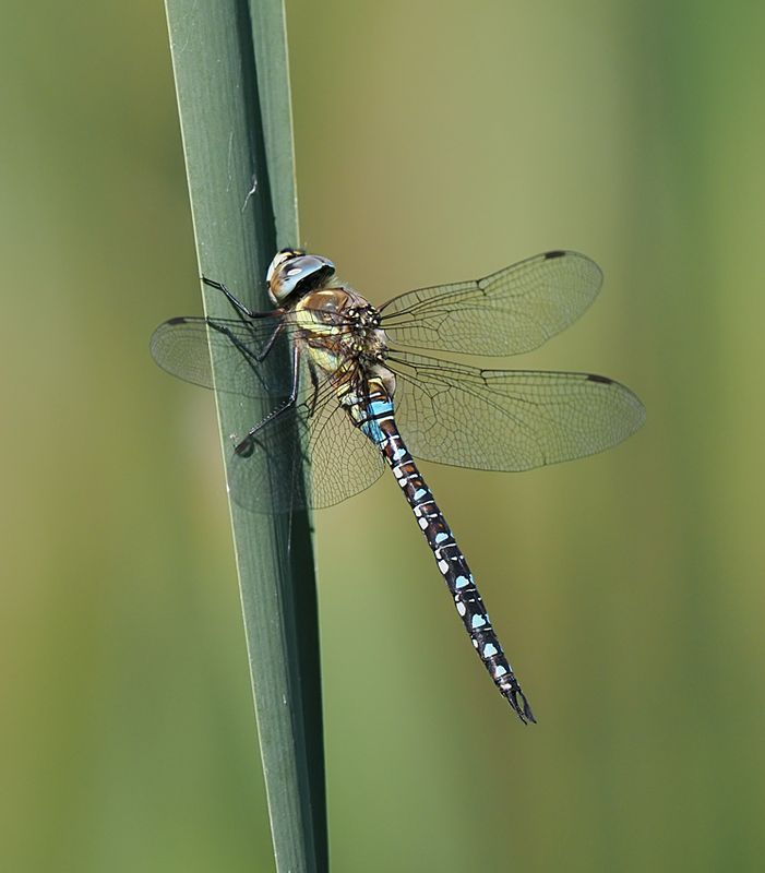 Migrant Hawker