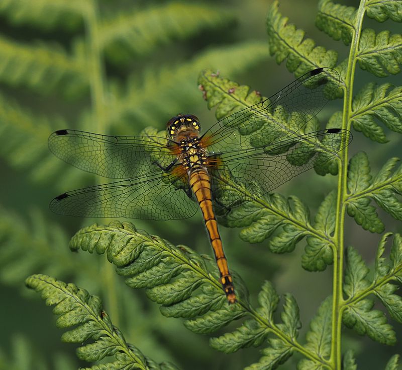 Black-tailed Skimmer