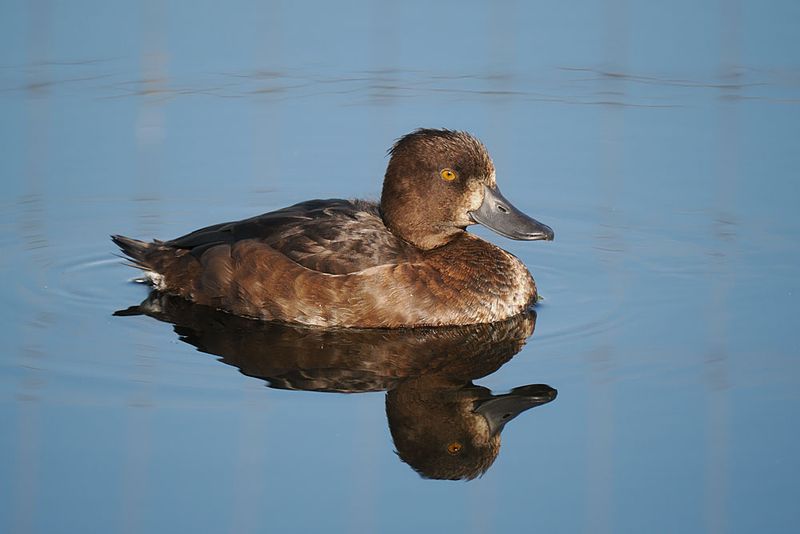 Tufted Duck