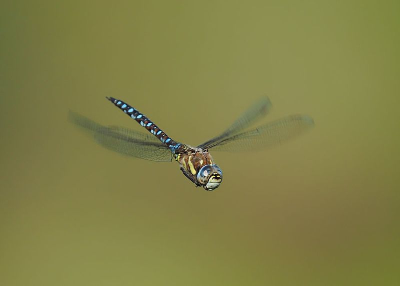 Migrant Hawker