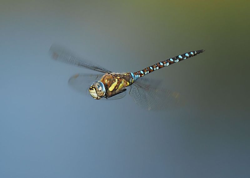 Migrant Hawker