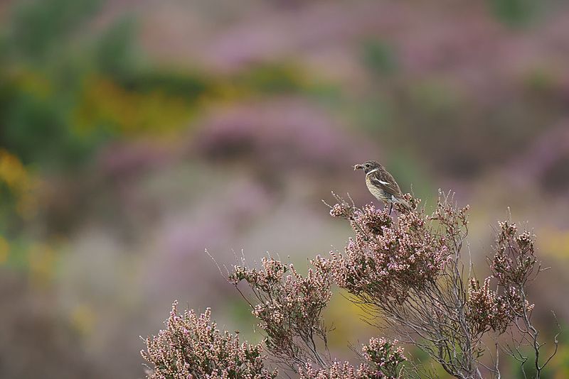 Stonechat