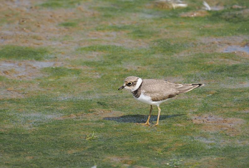 Little Ringed Plover