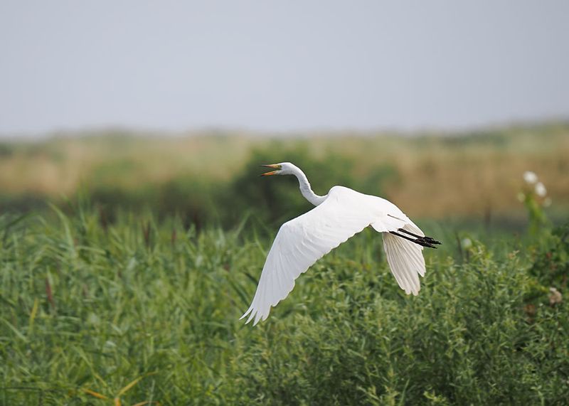 Great White Egret