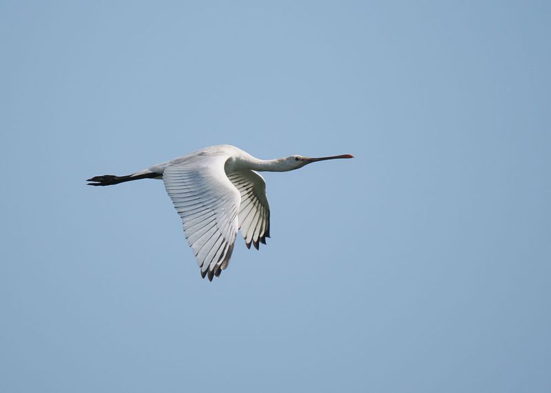 Spoonbill