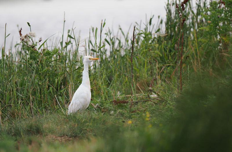 Cattle Egret