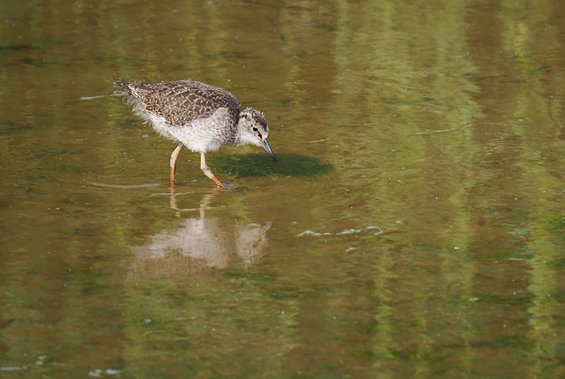 Redshank
