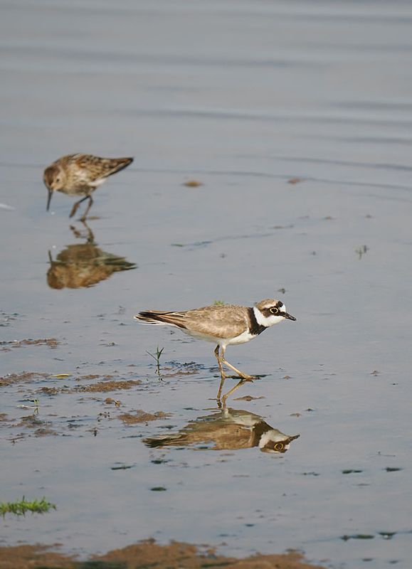 Little Ringed Plover