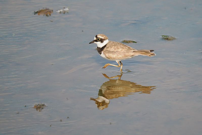 Little Ringed Plover