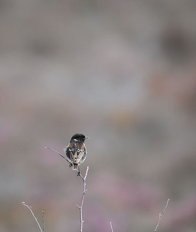 Stonechat