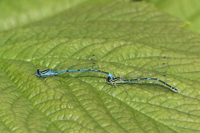 Azure Damselfly