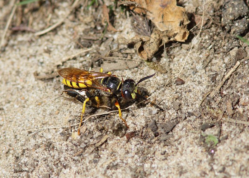 Bee-wolf