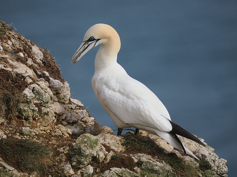 Gannet