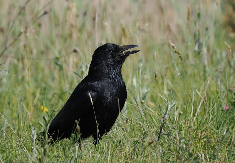 Carrion Crow