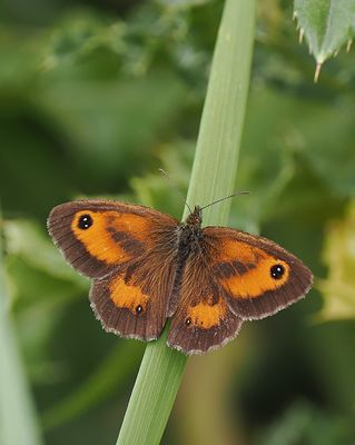 Gatekeeper