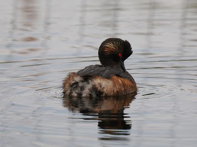 Black-necked Grebe