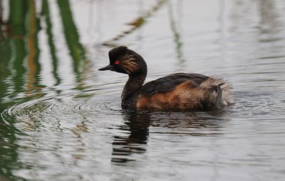 Black-necked Grebe