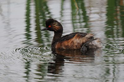 Black-necked Grebe