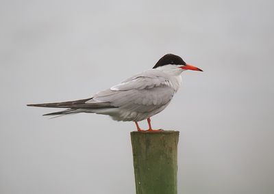 Common Tern