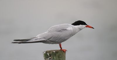 Common Tern