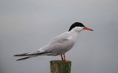 Common Tern