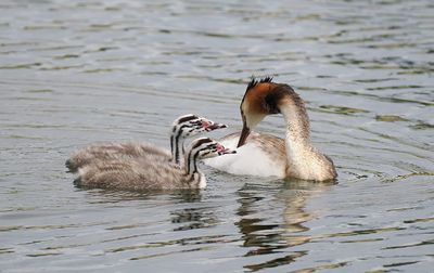 Great-crested Grebe