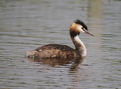 Great-crested Grebe