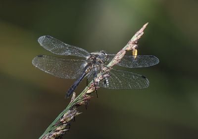 Black Darter (male)