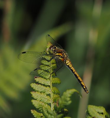 Black Darter (female)