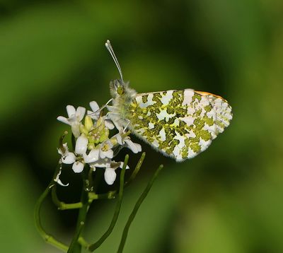 Orange-tip (male)