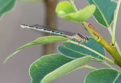 Common Blue Damselfly (teneral)