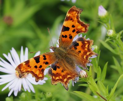 Comma