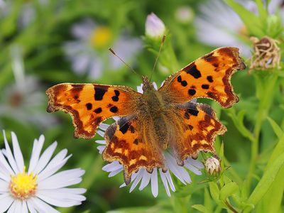 Comma
