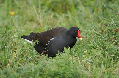 Moorhen