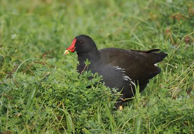 Moorhen