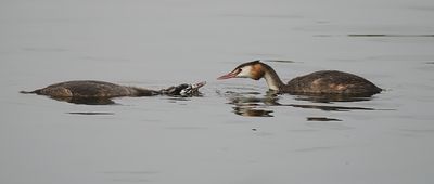 Great Crested Grebe