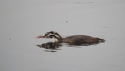 Great Crested Grebe