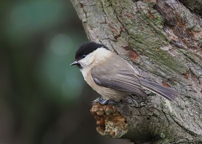 Willow Tit