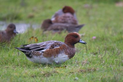 Wigeon