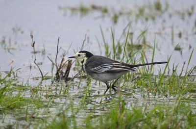 Pied Wagtail